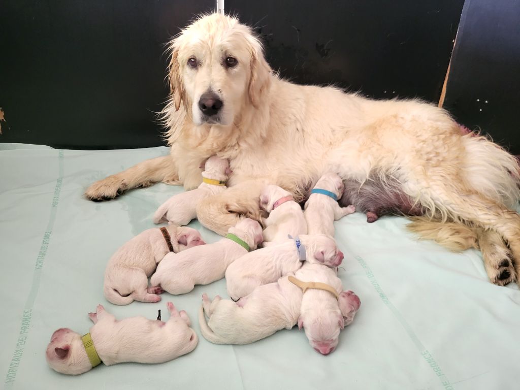 chiot Golden Retriever Au Jardin De Nelson