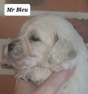 Mr BLeu