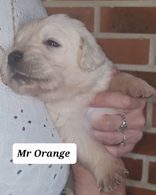 Mr Orange 