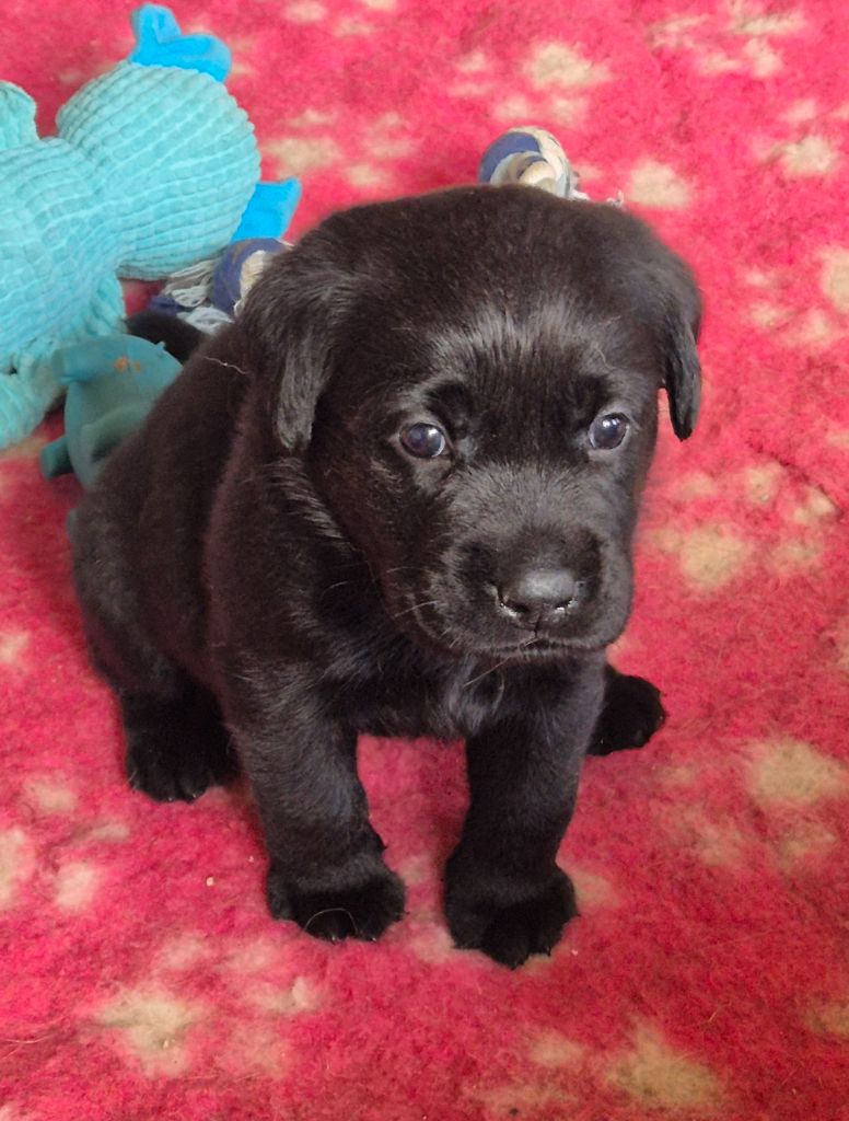 Au Jardin De Nelson - Chiots disponibles - Labrador Retriever