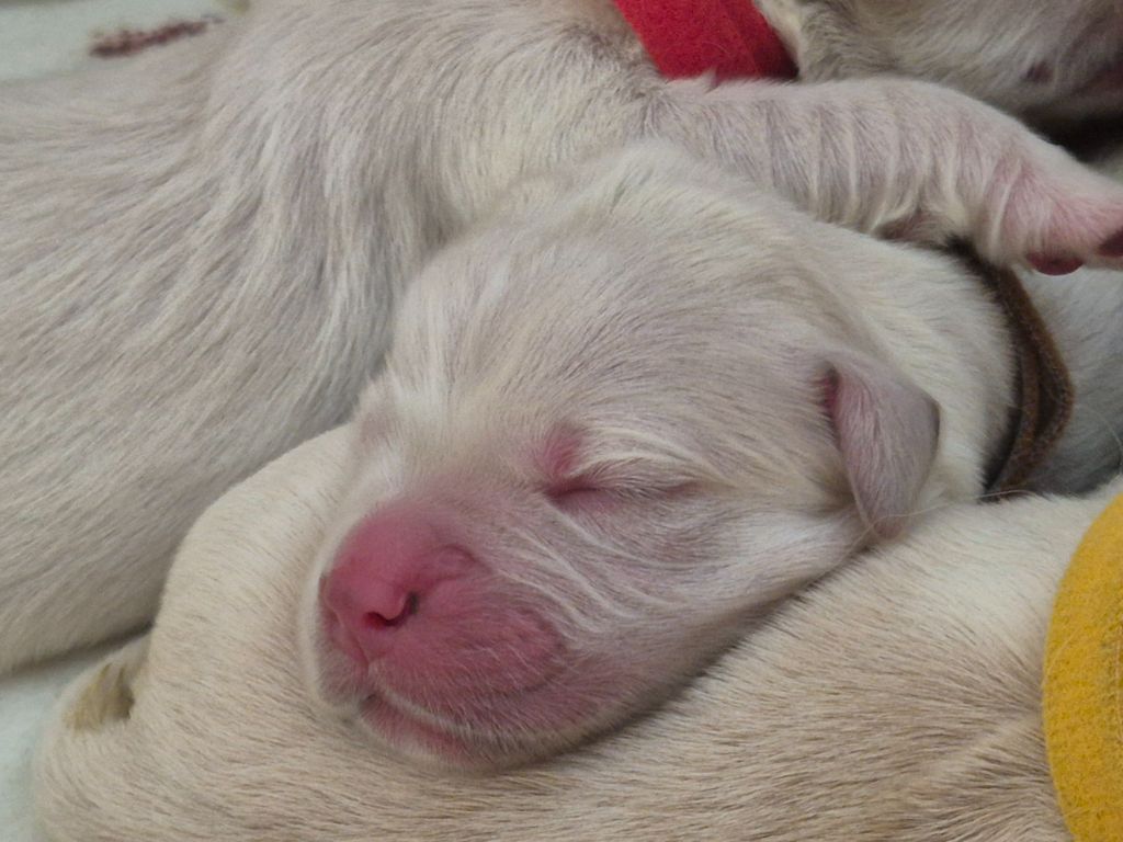 Au Jardin De Nelson - Chiots disponibles - Golden Retriever