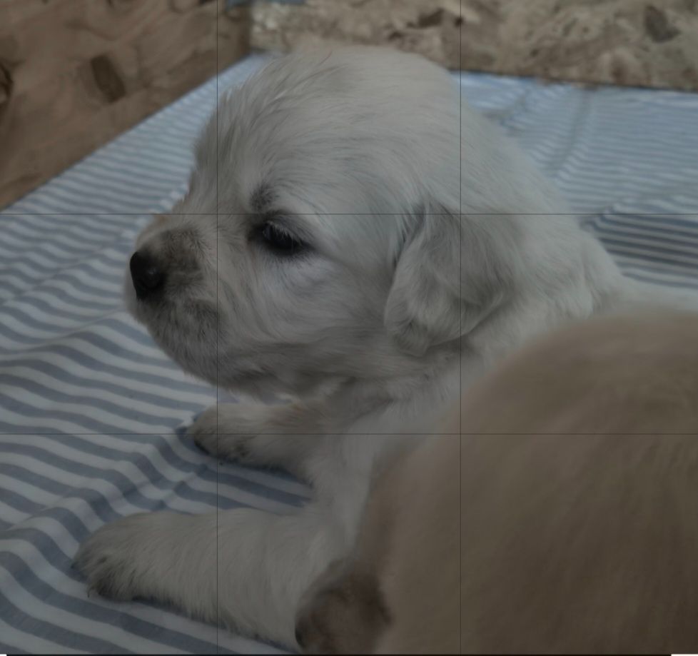 Au Jardin De Nelson - Chiots disponibles - Golden Retriever