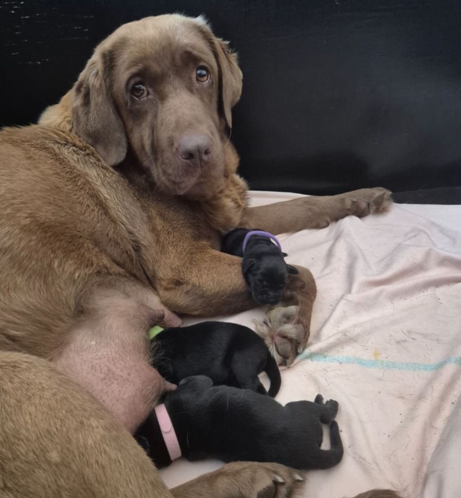 Chiot Labrador Retriever Au Jardin De Nelson