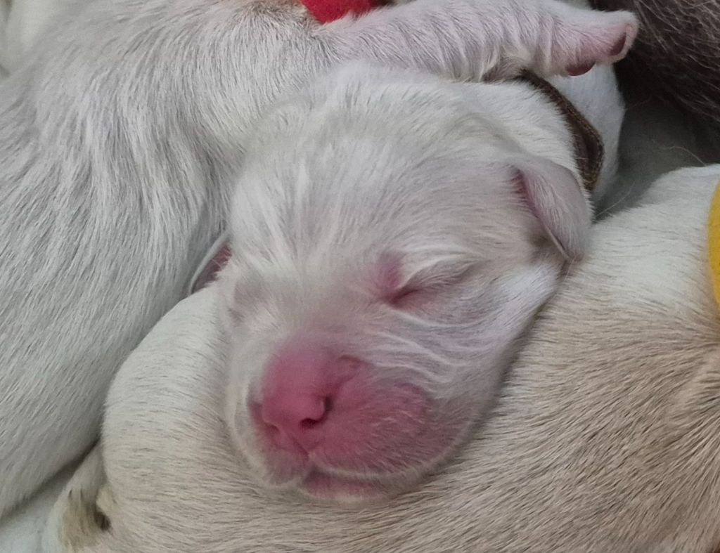 Au Jardin De Nelson - Chiots disponibles - Golden Retriever