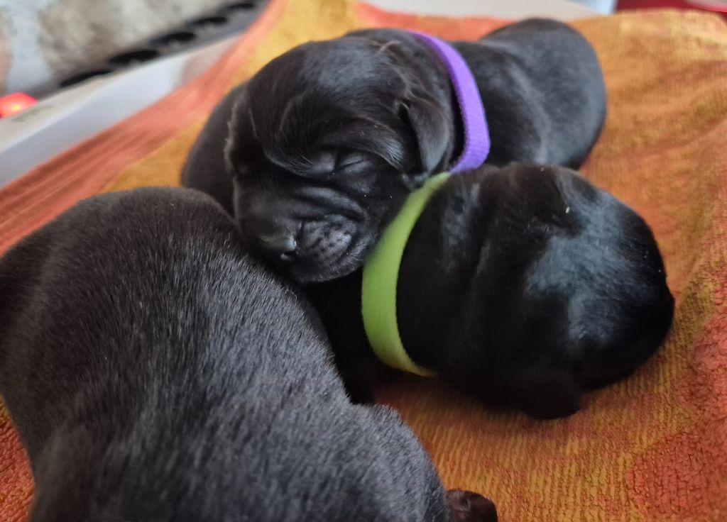Au Jardin De Nelson - Chiots disponibles - Labrador Retriever