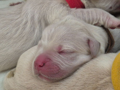 CHIOT 7